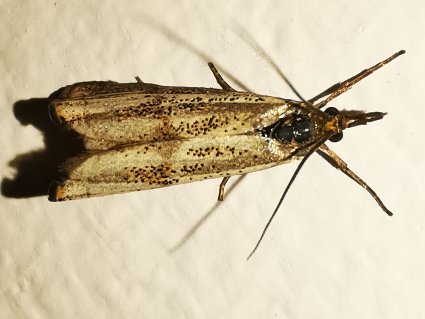 Thisanotia chrysonuchella - tavaszi fűgyökérmoly
