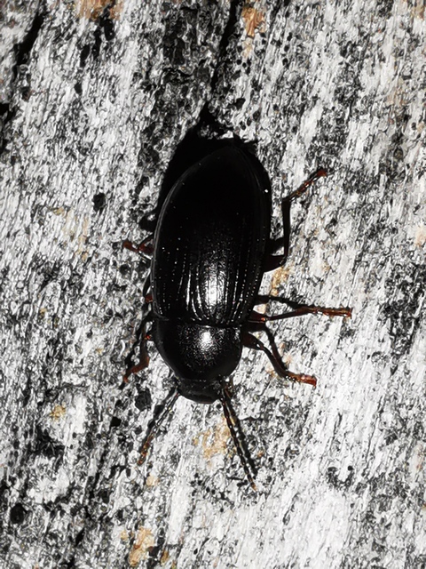 Nalassus dermestoides - rövidszárnyú gyászbogár