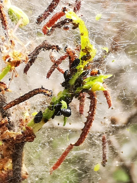 Scythropia crataegella - galagonya-pókhálósmoly