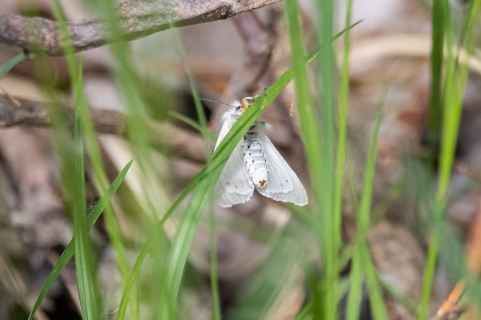Diaphora mendica - felemás medvelepke
