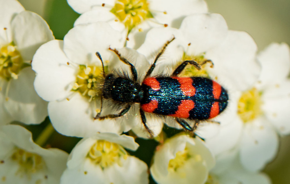 Trichodes favarius - hatfoltos méhészbogár