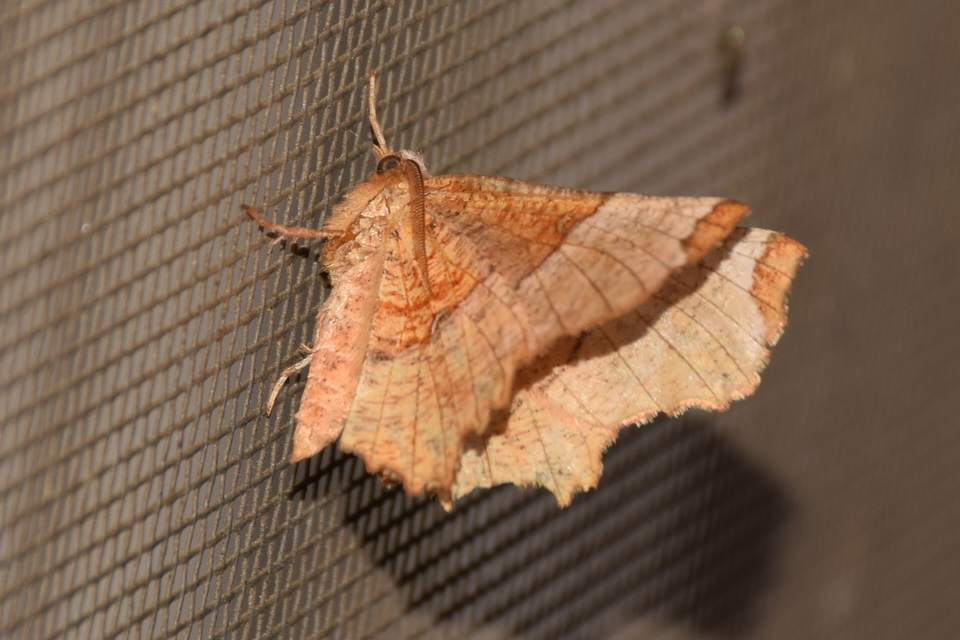 Selenia lunularia - egyfoltos holdasaraszoló