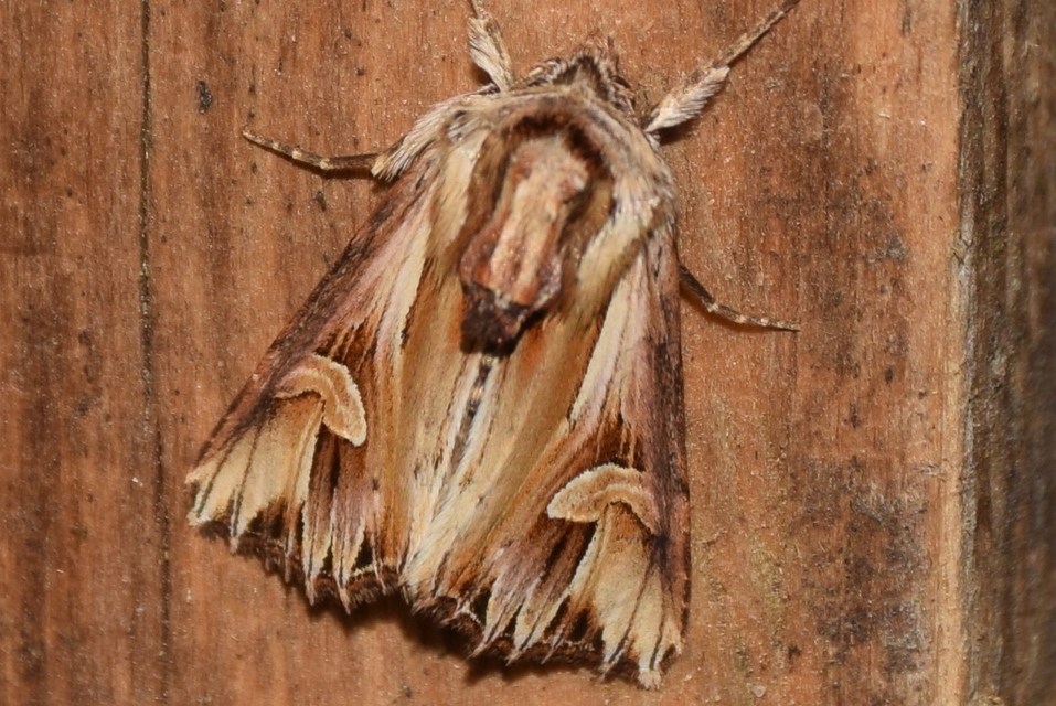 Actinotia polyodon - nagy sugarasbagoly