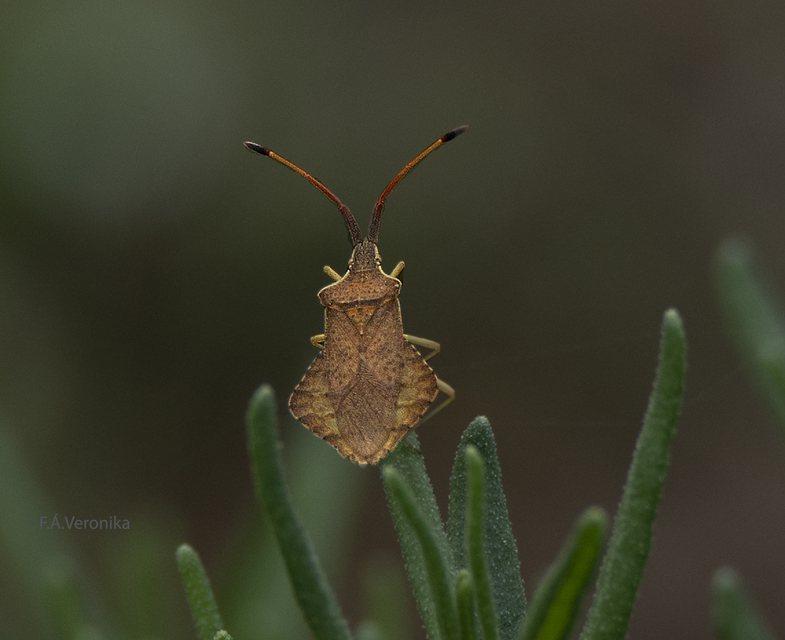 Syromastus rhombeus - vitorlás karimáspoloska