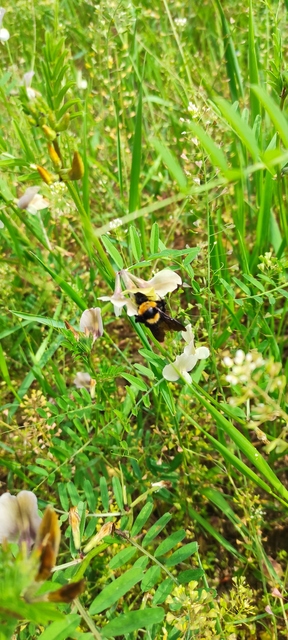 Bombus argillaceus - délvidéki poszméh