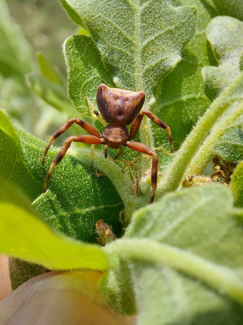 Pistius truncatus - csonka karolópók
