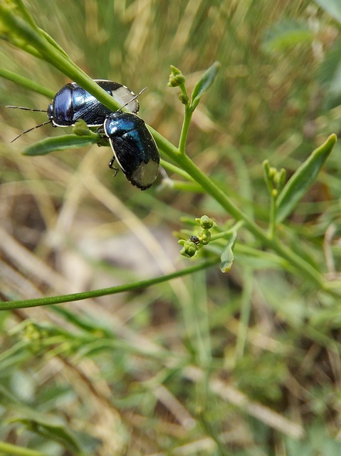 Canthophorus