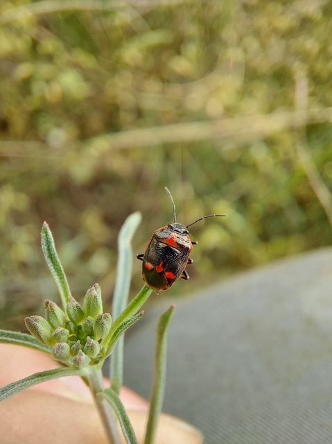 Eurydema oleracea - paréjpoloska Eurydema oleracea - paréjpoloska