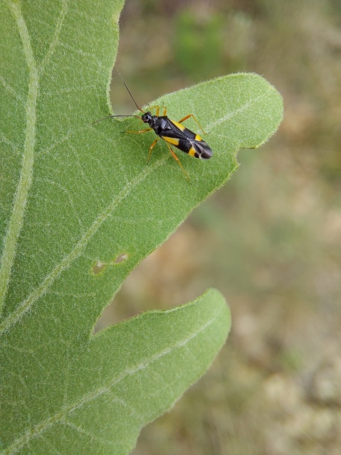 Dryophilocoris flavoquadrimaculatus - sárgafoltos mezeipoloska