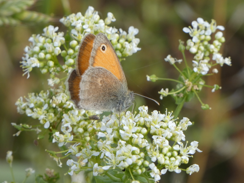 Coenonympha pamphilus - kis szénalepke