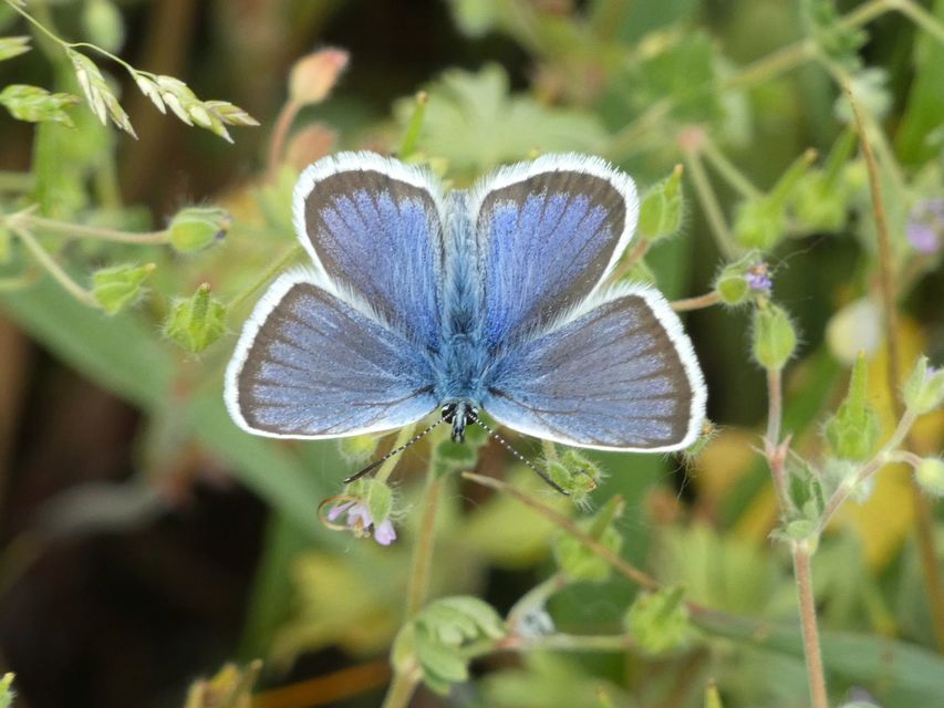 Plebejus argus - ezüstös boglárka