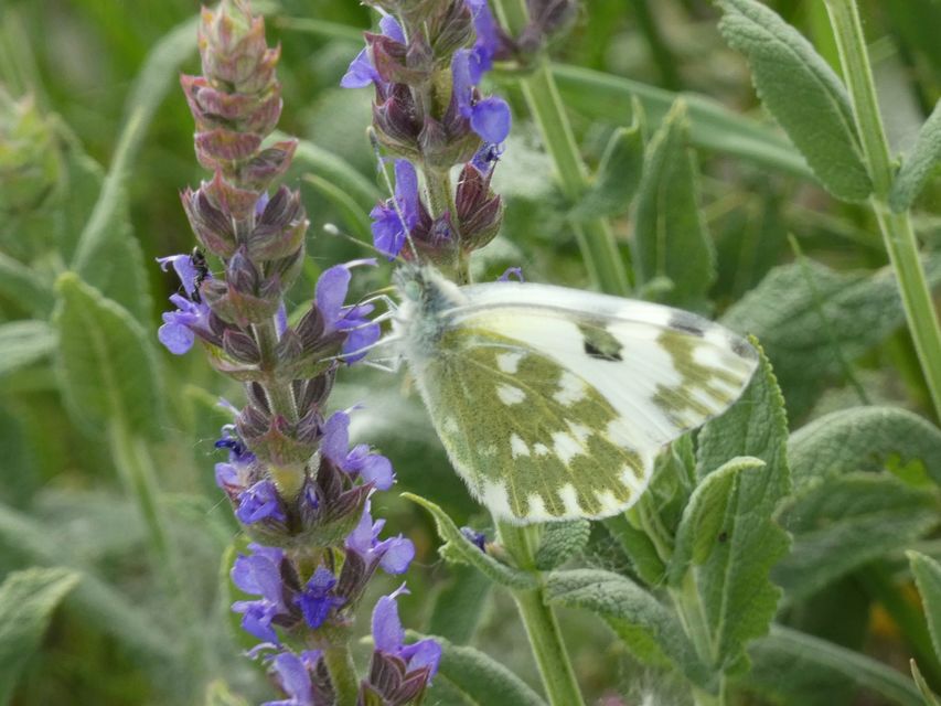 Pontia edusa - rezedalepke