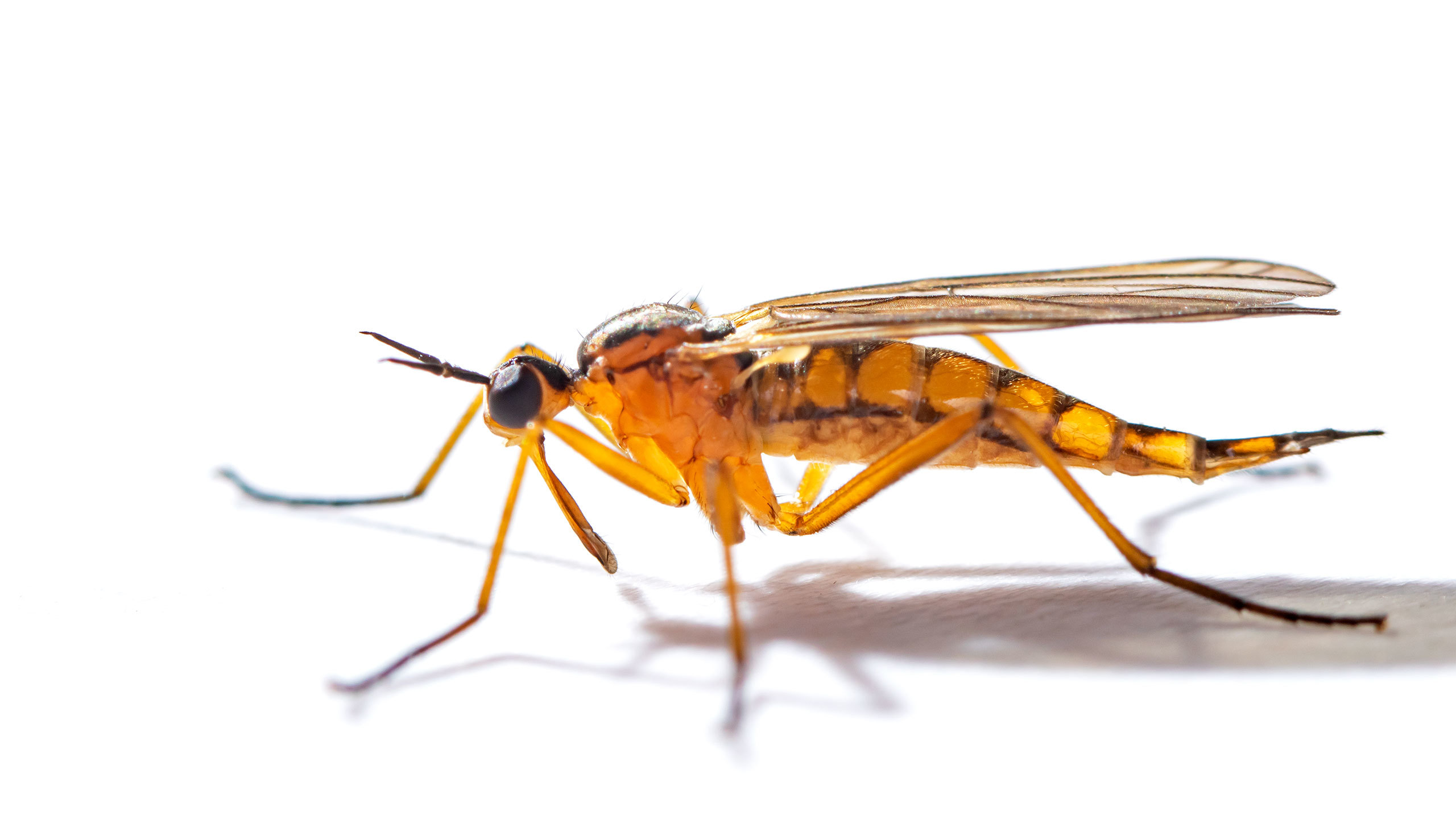 Empis stercorea