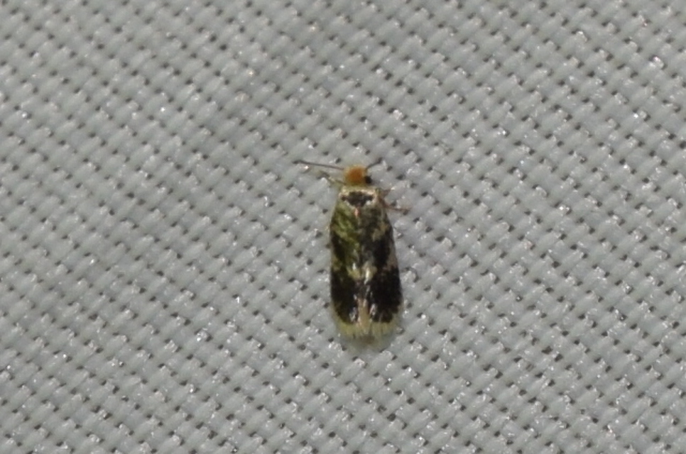 Nepticulidae - törpemolyfélék