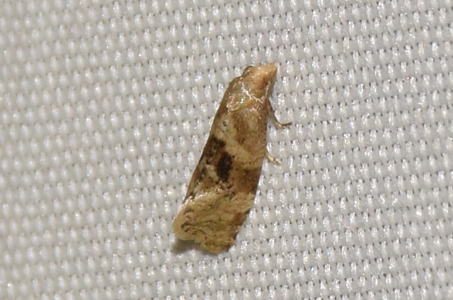 Gynnidomorpha vectisana - szürke fúrómoly