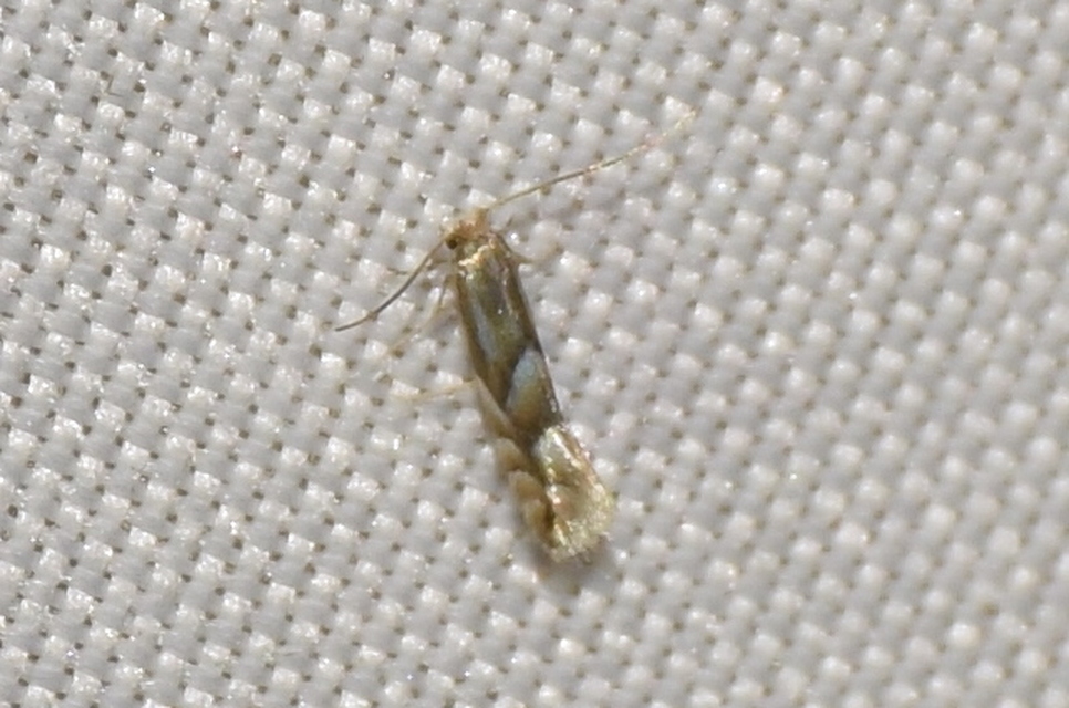 Phyllonorycter