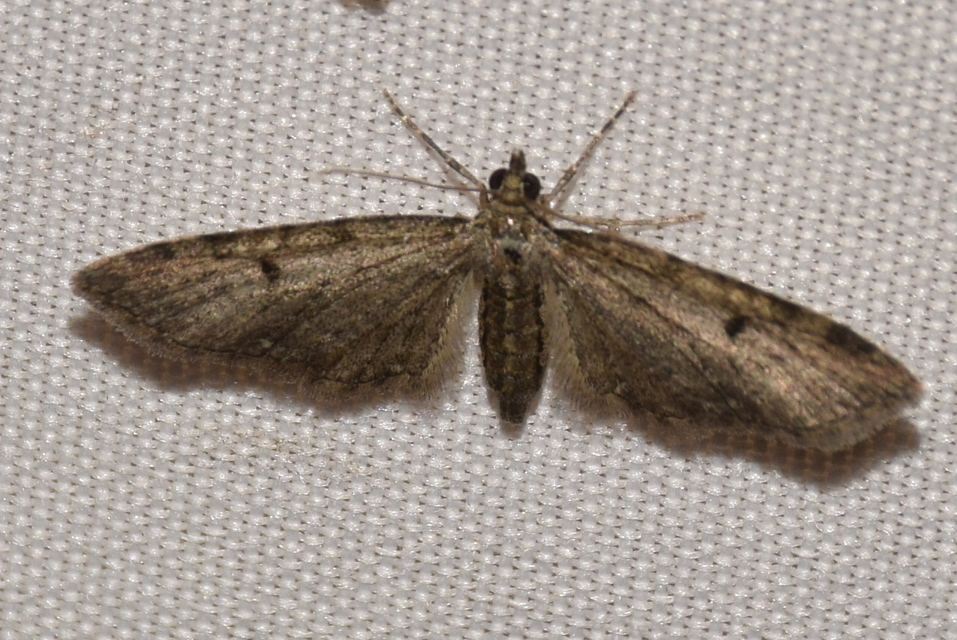 Eupithecia virgaureata - aranyvessző-törpearaszoló