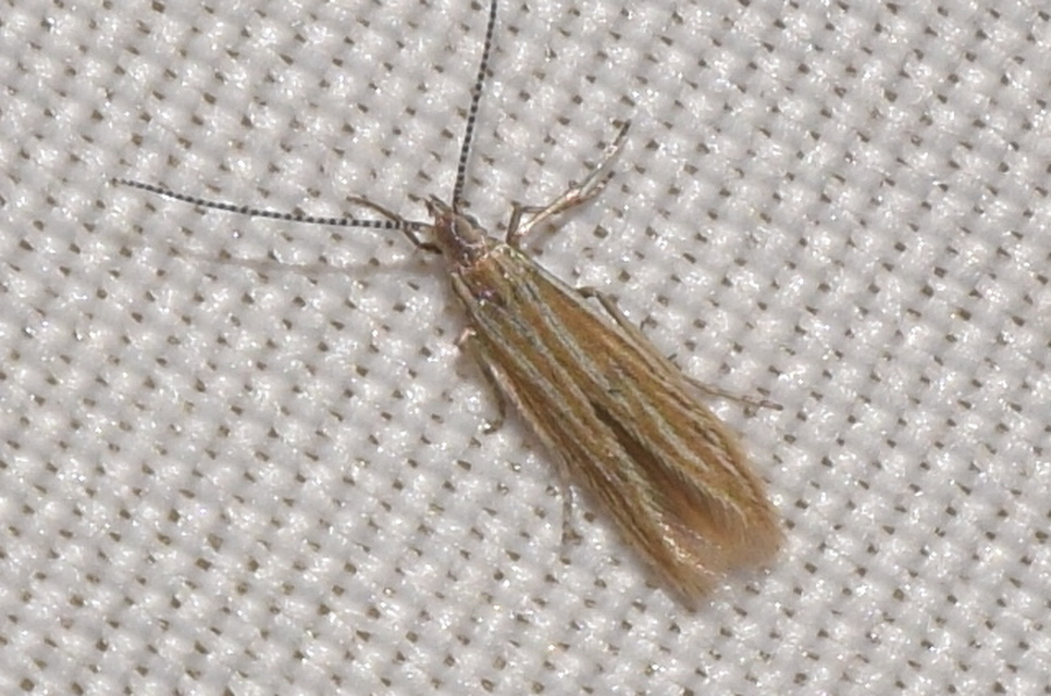 Coleophora