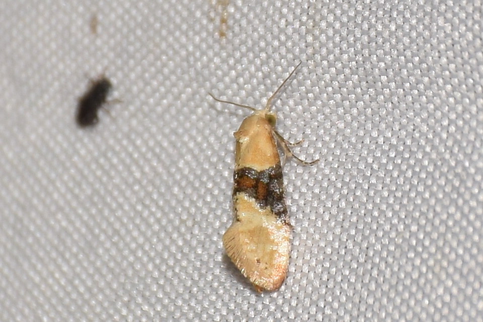 Eupoecilia ambiguella - nyerges szőlőmoly