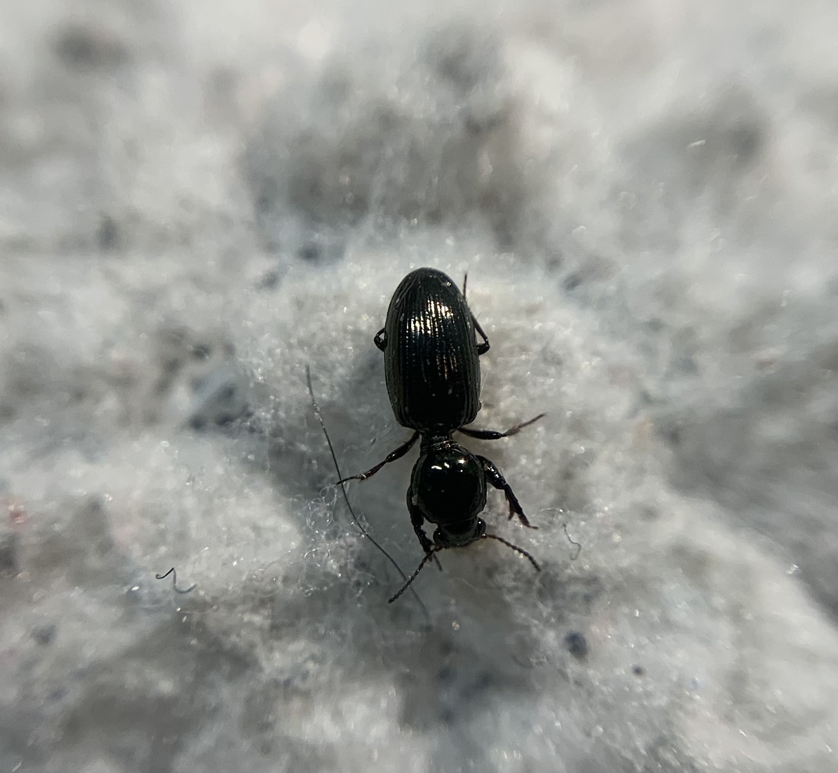 Dyschirius nitidus - fövenylakó ásófutó
