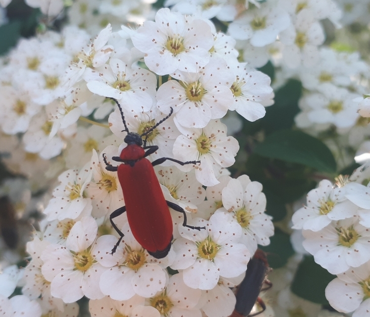 Pyrochroa coccinea - nagy bíborbogár