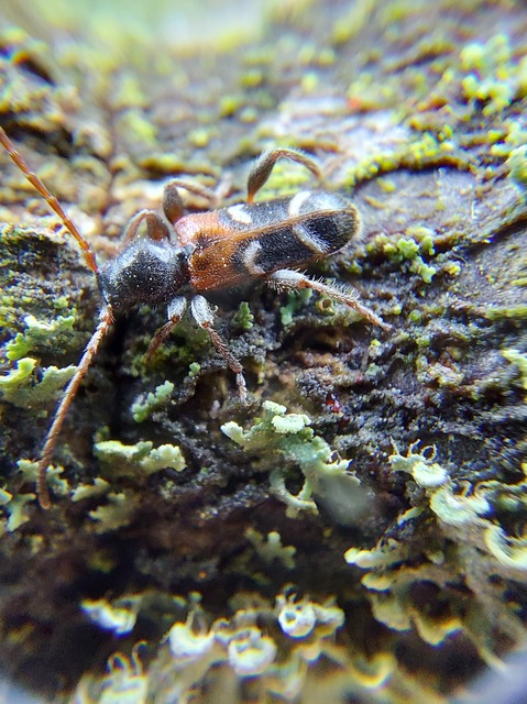 Phymatodes alni - apró háncscincér Phymatodes alni - apró háncscincér