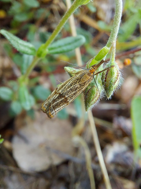 Thisanotia chrysonuchella - tavaszi fűgyökérmoly