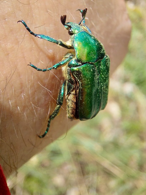 Protaetia affinis - smaragdzöld virágbogár