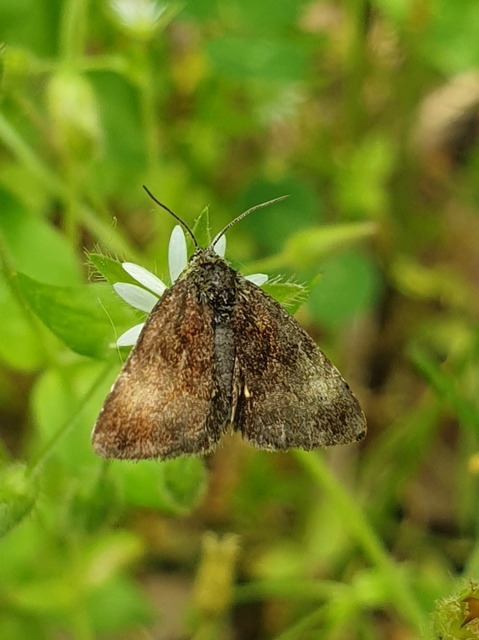 Panemeria tenebrata - apró sárgabagoly