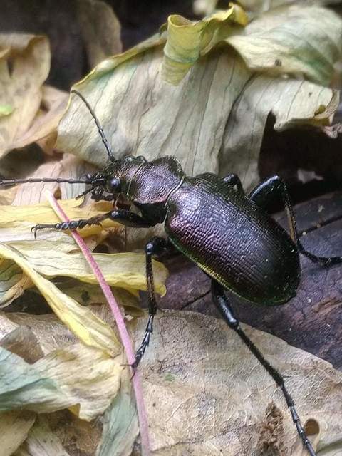 Calosoma inquisitor - kis bábrabló