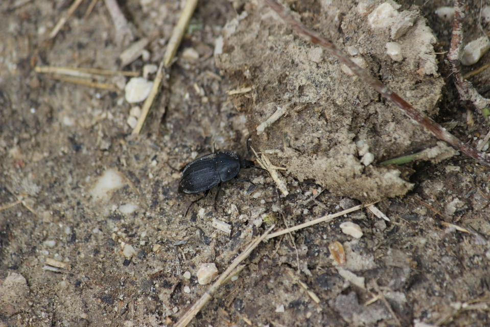 Phosphuga atrata - bordás csigarabló