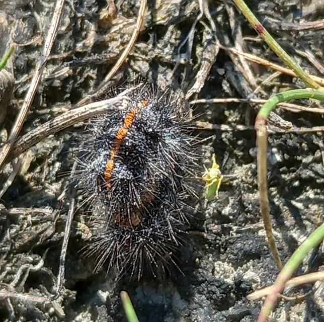 Spiris striata - csíkos molyszövő