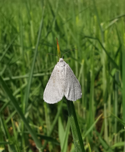 Lithostege griseata - szürke araszoló