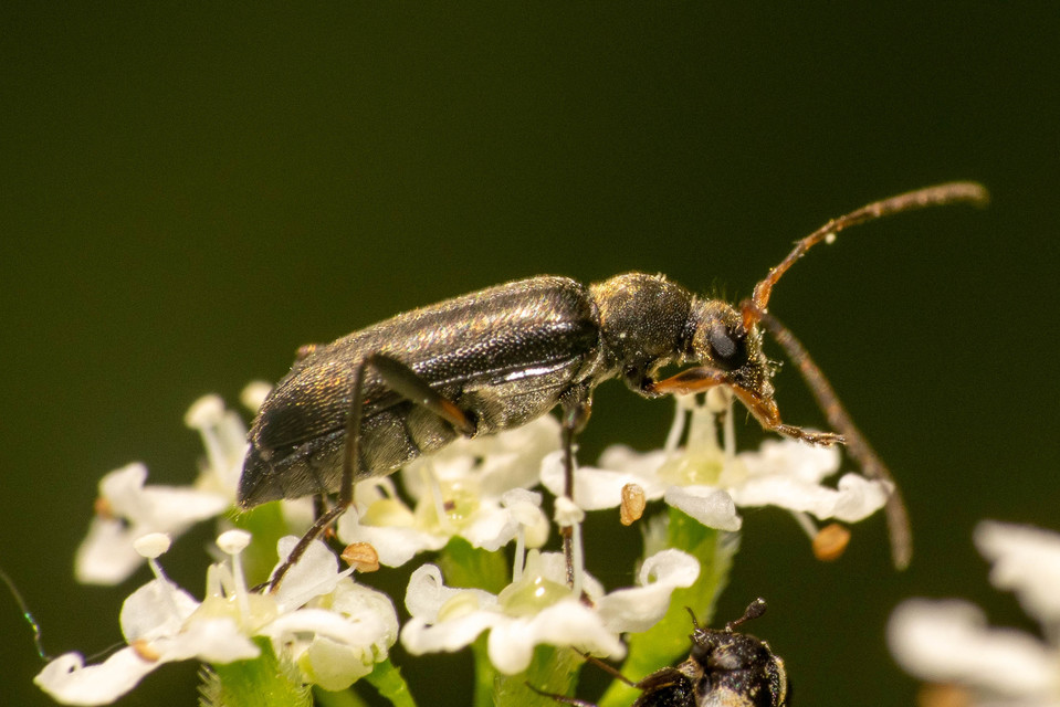 Grammoptera ruficornis - gyűrűscsápú galagonyacincér Grammoptera ruficornis - gyűrűscsápú galagonyacincér
