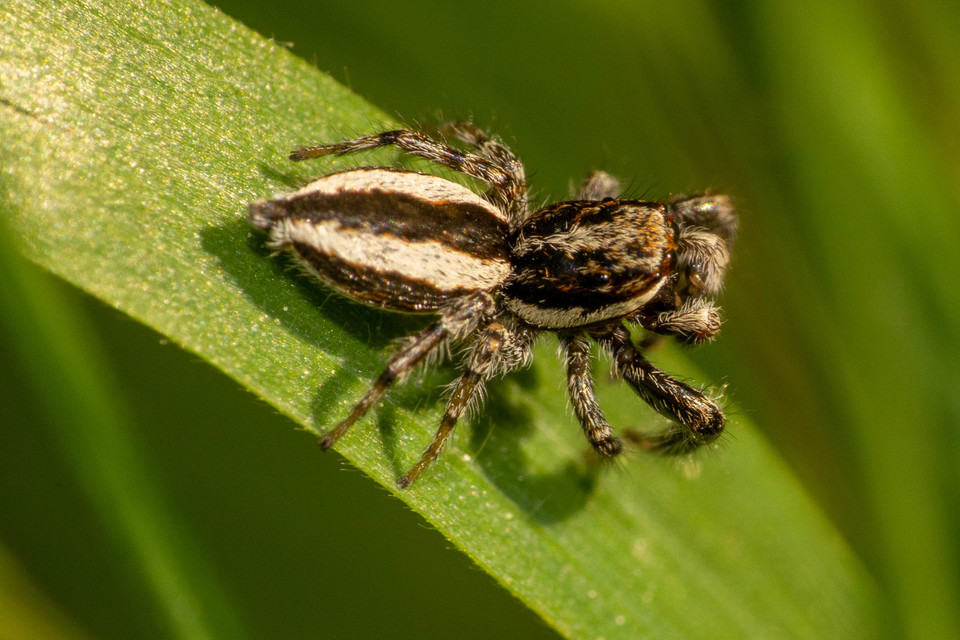 Pseudicius encarpatus - kéregugrópók