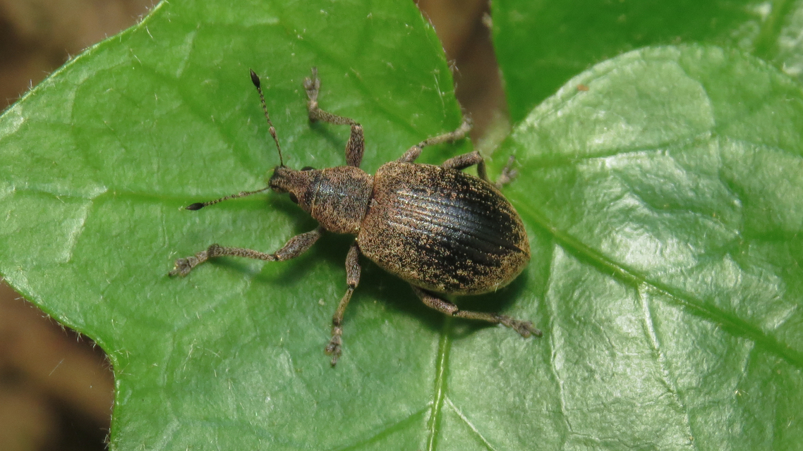 Liophloeus