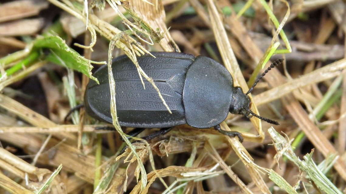 Silpha obscura - közönséges dögbogár