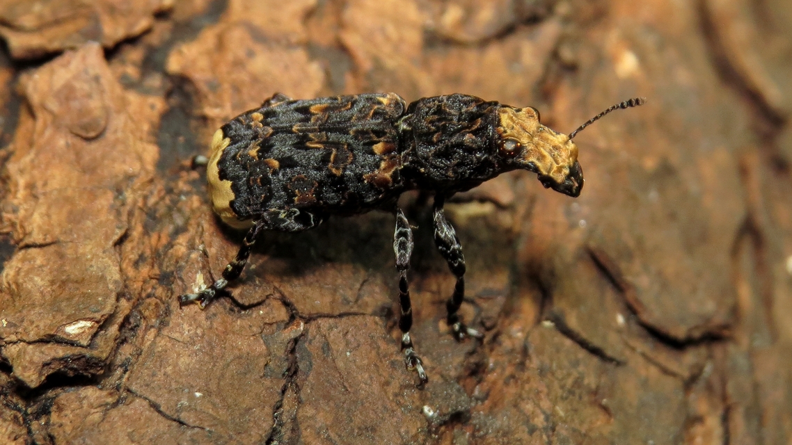 Platyrhinus resinosus - nagy orrosbogár