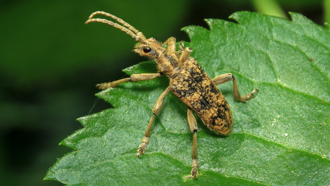 Rhagium sycophanta - tölgyes-tövisescincér