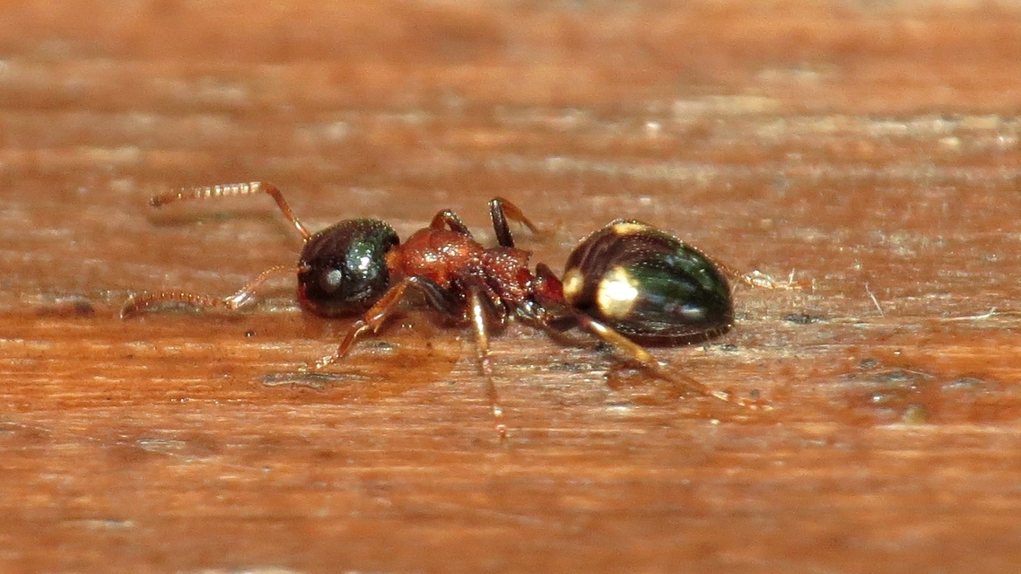 Dolichoderus quadripunctatus - négypettyes erdeihangya