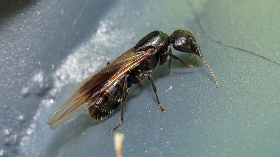 Camponotus vagus - fekete lóhangya
