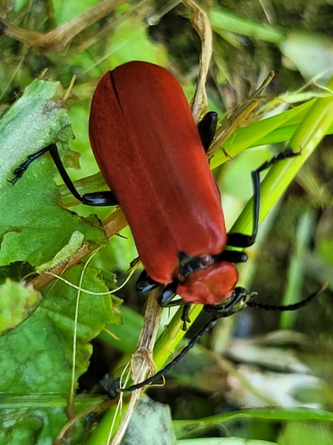 Pyrochroa coccinea - nagy bíborbogár