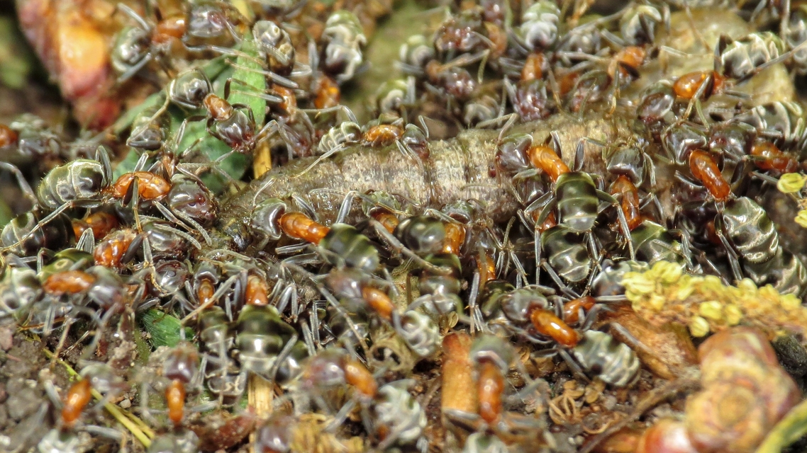 Liometopum microcephalum - tölgyfahangya