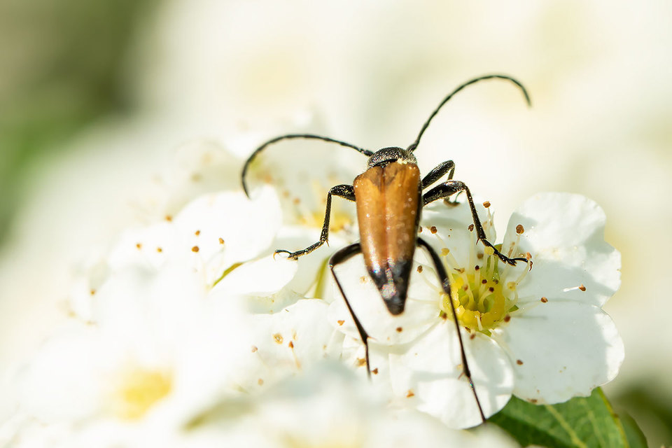 Stictoleptura fulva - vörhenyes virágcincér