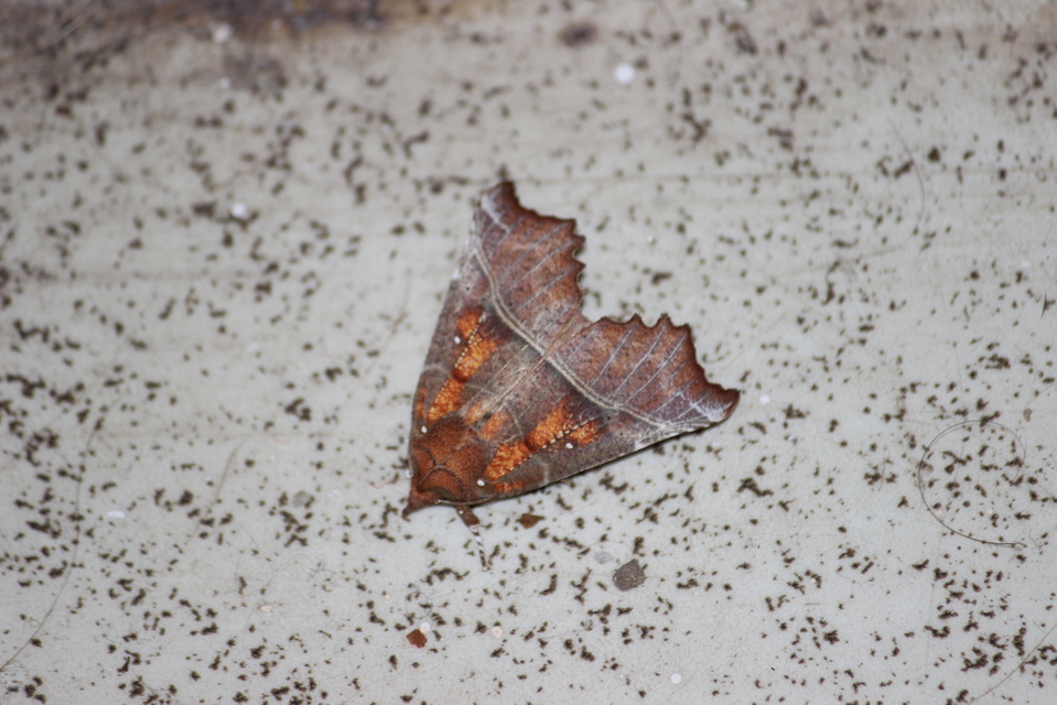 Scoliopteryx libatrix - vörös csipkésbagoly
