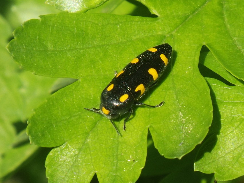Ptosima undecimmaculata - sárgafoltos díszbogár
