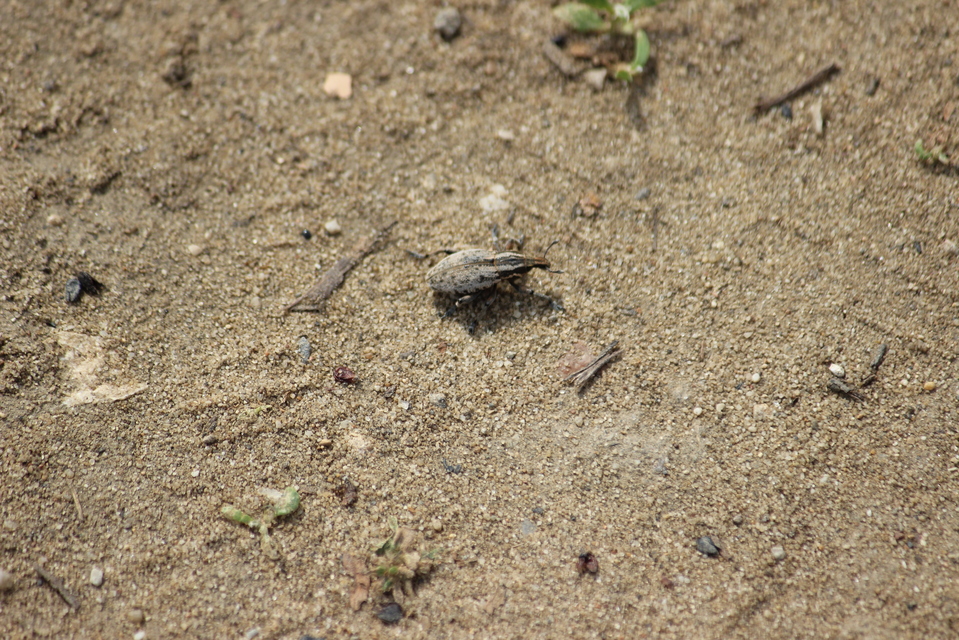 Pseudocleonus cinereus - hamvas barkó