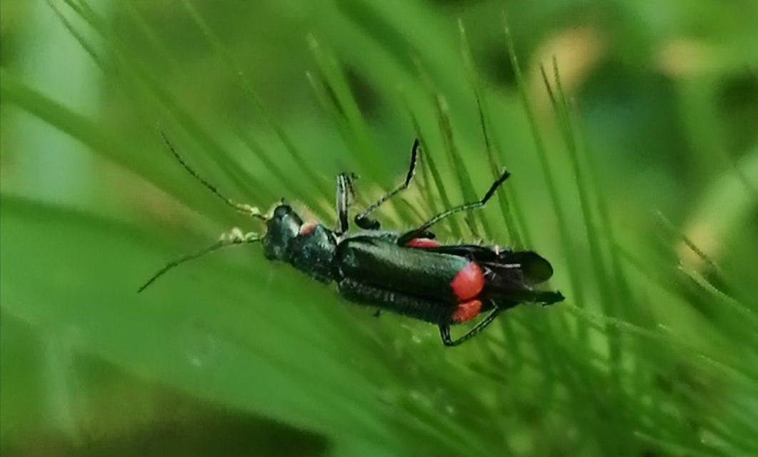 Malachius bipustulatus - kétfoltos bibircsesbogár