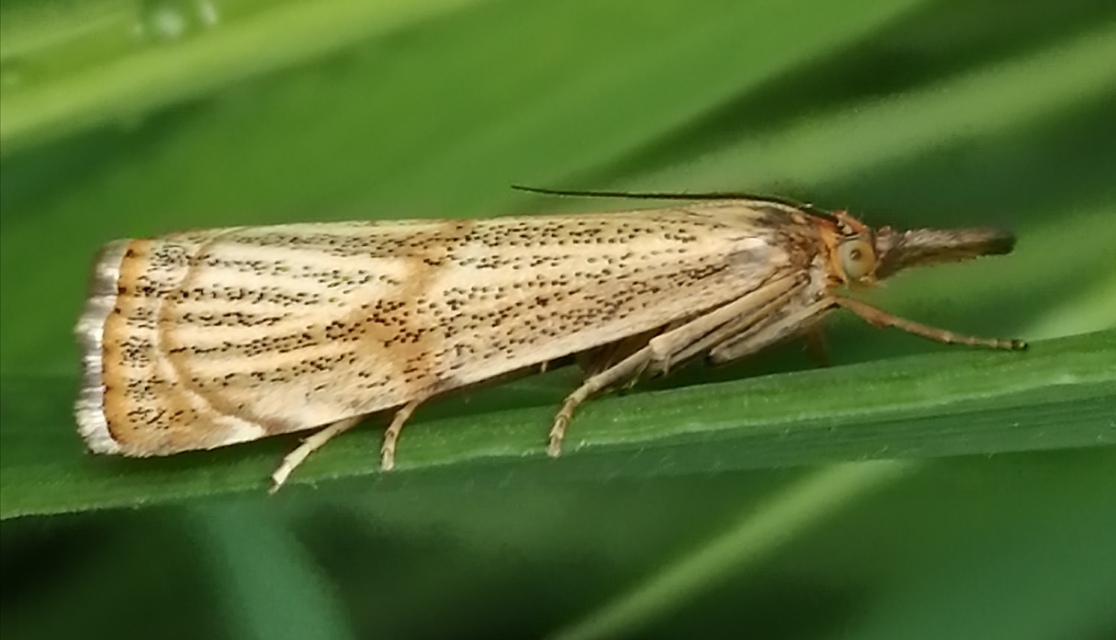 Thisanotia chrysonuchella - tavaszi fűgyökérmoly