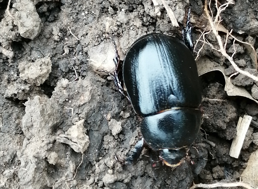 Pentodon idiota - butabogár